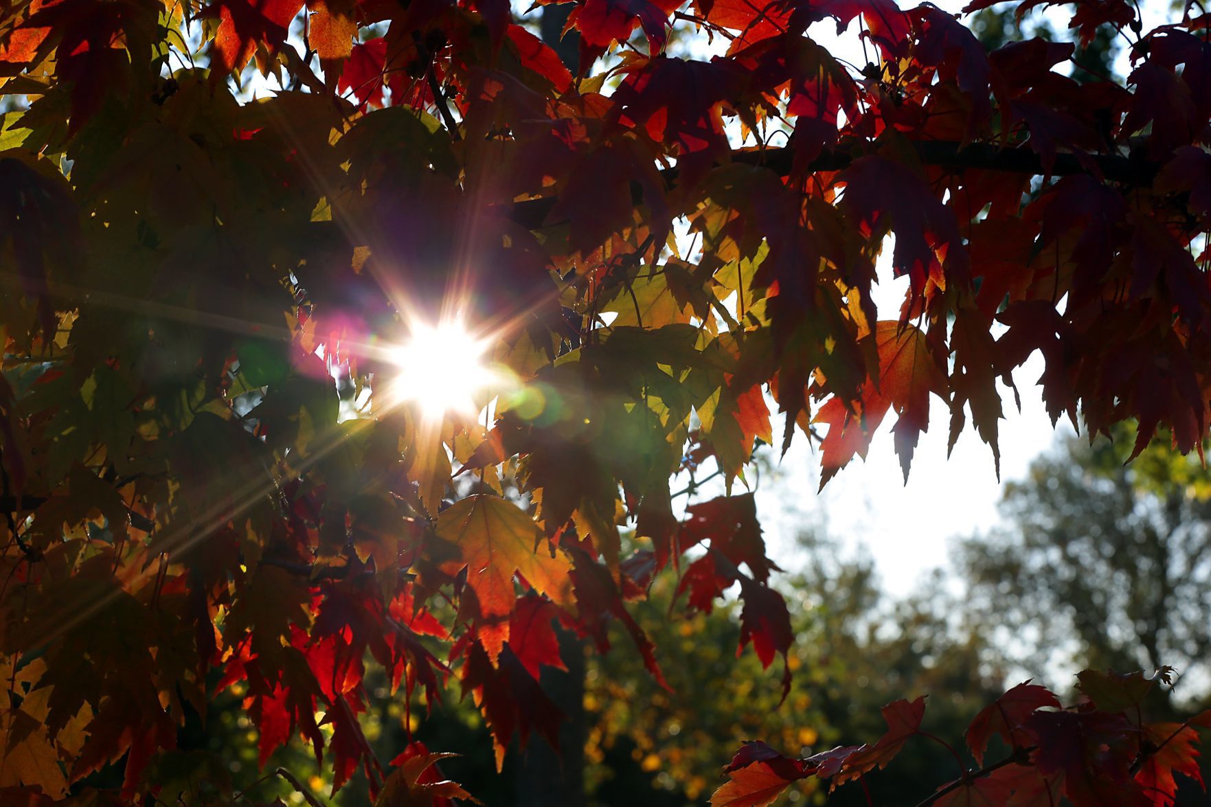 Season of color bursts into fall